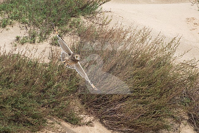 Short-eared Owl encounter in coastel dunes betwee Katwijk and Noordwijk, the Netherlands in fall stock-image by Agami/Arnold Meijer,