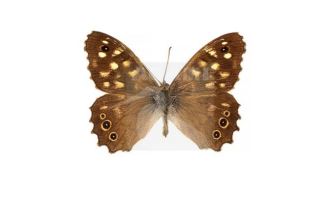 Speckled Wood, Bont zandoogje, Pararge aegeria stock-image by Agami/Wil Leurs,