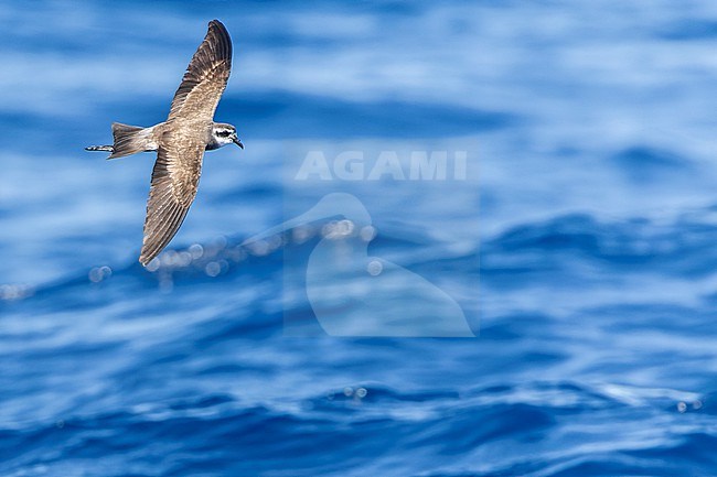 Latham's Storm Petrel (Pelagodroma (marina) maoriana) flying over the pacific ocean off North Island, New Zealand. stock-image by Agami/Marc Guyt,