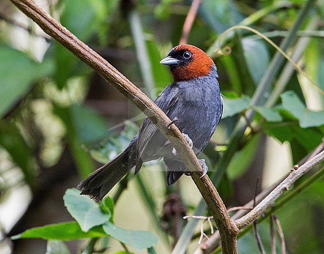 Chestnut-headed Tanager, Thlypopsis pyrrhocoma, male perched on a branch in Brazilian rain forest stock-image by Agami/Andy & Gill Swash ,