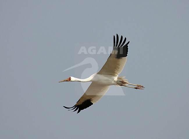 Siberische Witte Kraanvogel, Siberian Crane, Leucogeranus leucogeranus stock-image by Agami/Pete Morris,