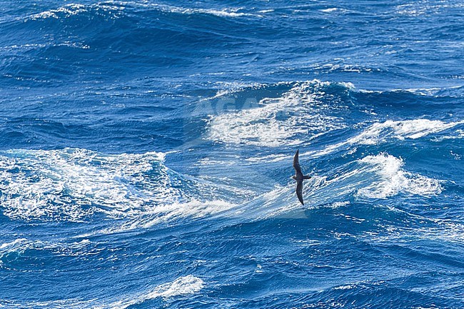 Streaked Shearwater (Calonectris leucomelas) in flight over the sea surface in the Pacific Ocean, south off Japan. stock-image by Agami/Marc Guyt,