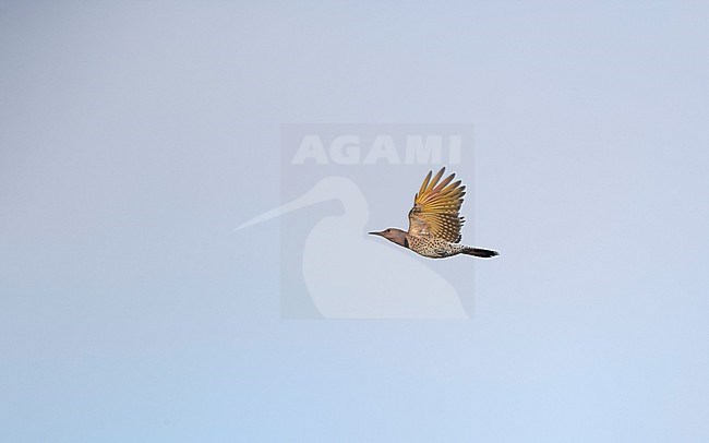 Yellow-shafted Northern Flicker (Colaptes auratus luteus) migrating over Higbee Beach, Cape May, New Jersey, USA. stock-image by Agami/Helge Sorensen,