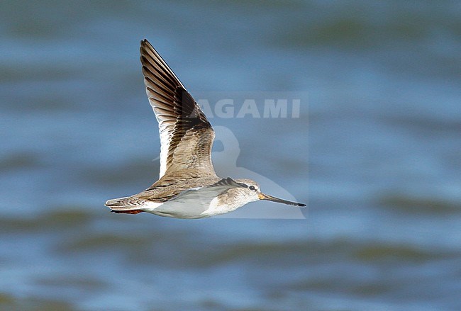 Terekruiter in vlucht; Terek Sandpiper in flight stock-image by Agami/Dick Forsman,