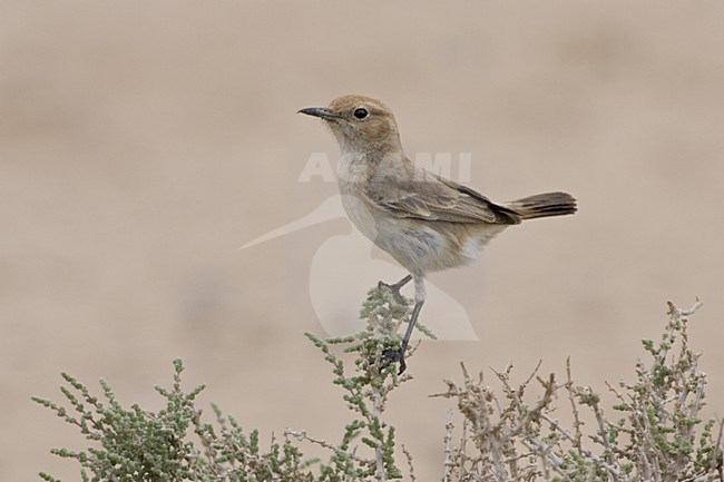 Red-rumped Wheatear female perched on small bush, Roodstuittapuit vrouwtje zittend op struik stock-image by Agami/Daniele Occhiato,