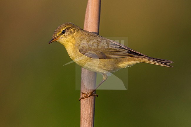 Fitis, Willow Warbler stock-image by Agami/Daniele Occhiato,