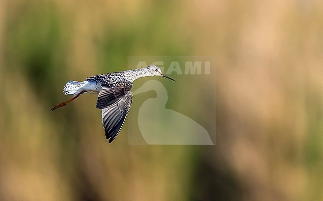 Adult Lesser Yellowlegs flying over the shore of 'Het Vinne', Zoutleeuw, Belgium. May 5, 2018. stock-image by Agami/Vincent Legrand,