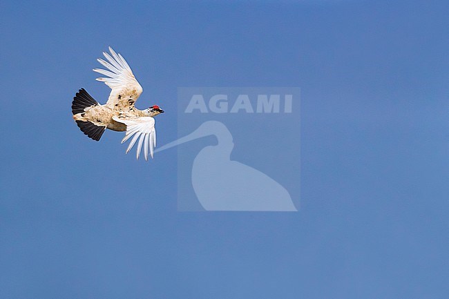 Icelandic Rock Ptarmigan (Lagopus mutus islandorum), an endemic subspecies to Iceland. stock-image by Agami/Daniele Occhiato,