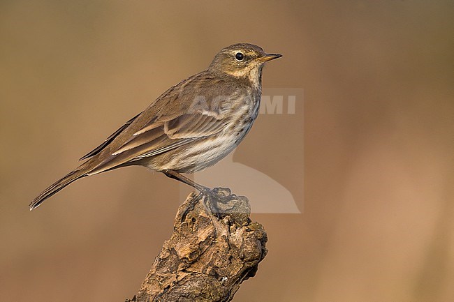 Water Pipit (Anthus spinoletta) in Italy. stock-image by Agami/Daniele Occhiato,