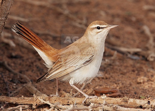 Oostelijke Rosse Waaierstaart staand op grond; Eastern Rufous-tailed Scrub-robin perched on ground stock-image by Agami/Markus Varesvuo,