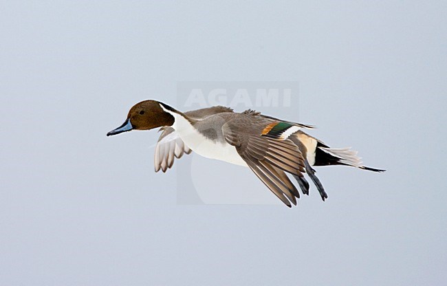 Northern Pintail male flying; Pijlstaart man vliegend stock-image by Agami/Marc Guyt,