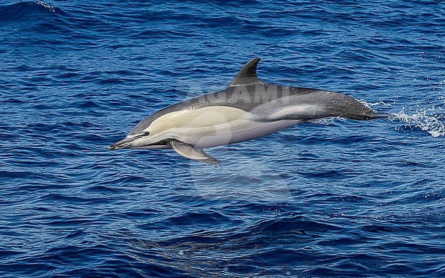 Short-beaked Common Dolphin (Delphinus delphis) jumping at sea off Corvo, Azores, Portugal. stock-image by Agami/Vincent Legrand,