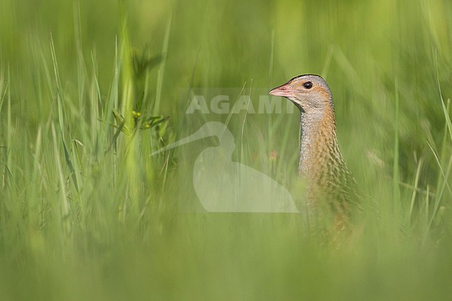 Corncrake - Wachtelkönig - Crex crex, Russia (Jekaterinburg), adult hiding in grassland stock-image by Agami/Ralph Martin,