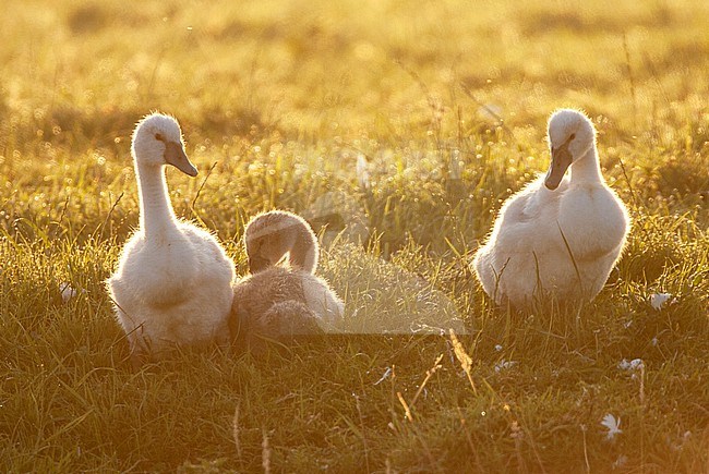 Trio of Mute Swans (Cygnus olor) chicks with backlight at the Groene Jonker near Nieuwkoop in the Netherlands. Resting in a meadow. stock-image by Agami/Marc Guyt,