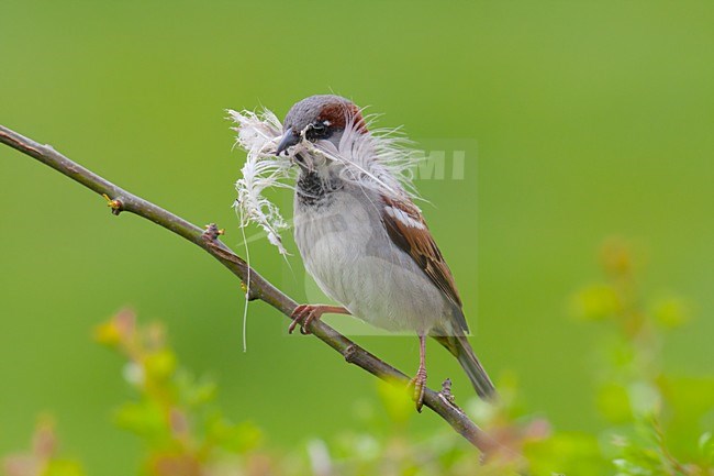 Mannetje Huismus met veertje; Male House Sparrow with feather stock-image by Agami/Arnold Meijer,