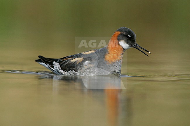 Grauwe Franjepoot zwemmend;  Red-necked Phalarope swimming stock-image by Agami/Menno van Duijn,