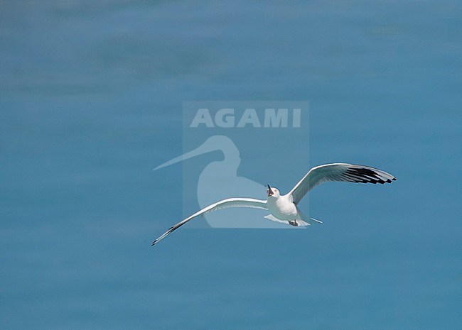 Black-billed Gull (Chroicocephalus bulleri) in New Zealand. An endangered endemic species of gull. Catching an insect above a blue colored river. stock-image by Agami/Marc Guyt,