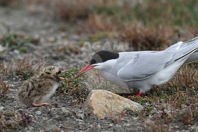 Noordse Stern voerend een jong; Arctic Tern feeding a young stock-image by Agami/Chris van Rijswijk,