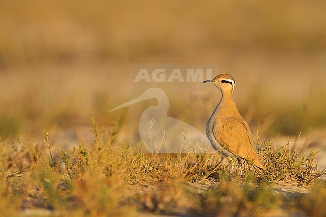 Cream-coloured Courser - Rennvogel - Cursorius cursor ssp. cursor, Morocco, adult stock-image by Agami/Ralph Martin,