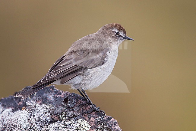Plain-capped Ground-Tyrant (Muscisaxicola griseus) a species of subtropical or tropical high-altitude grassland. stock-image by Agami/Dubi Shapiro,