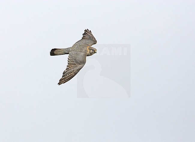 Merlin adult flying; Smelleken volwassen vliegend stock-image by Agami/Markus Varesvuo,