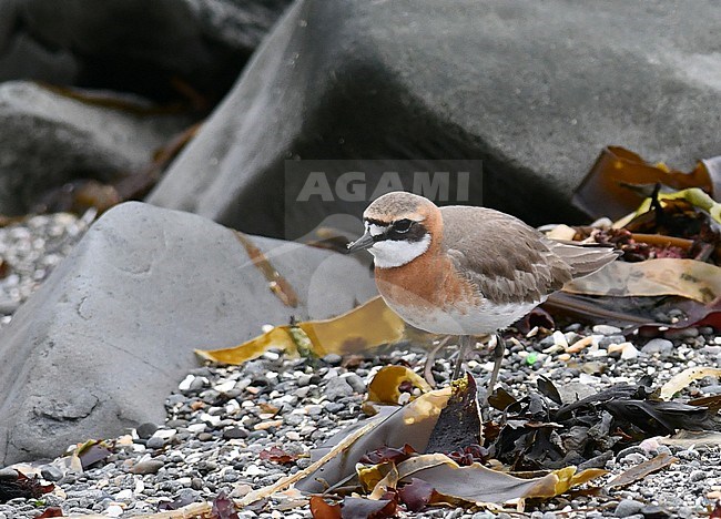 Adult male Lesser Sand-Plover (Charadrius mongolus subspecies  mongolus / stegmanni) in east Russia stock-image by Agami/Laurens Steijn,