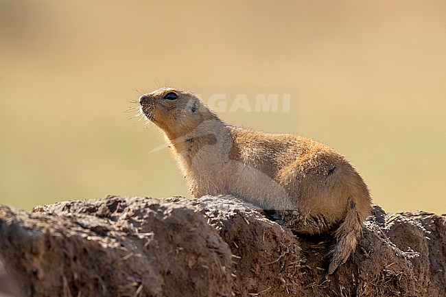 Yellow Souslik (Spermophilus fulvus) sitting on the steppe ground in Kazakh Steppe of Western Kazakhstan. stock-image by Agami/Vincent Legrand,