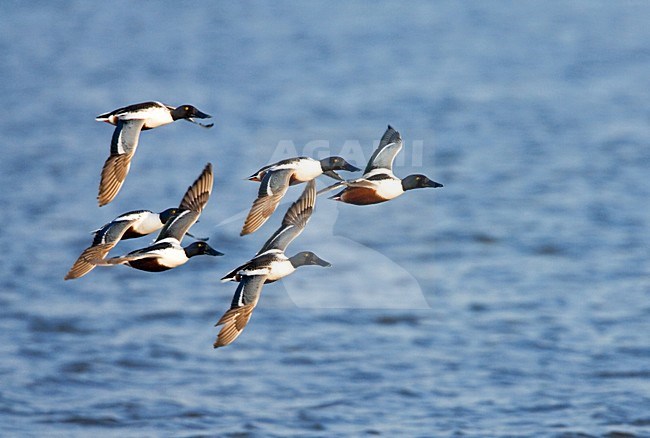 Northern Shoveler group flying; Slobeend groep vliegend stock-image by Agami/Marc Guyt,