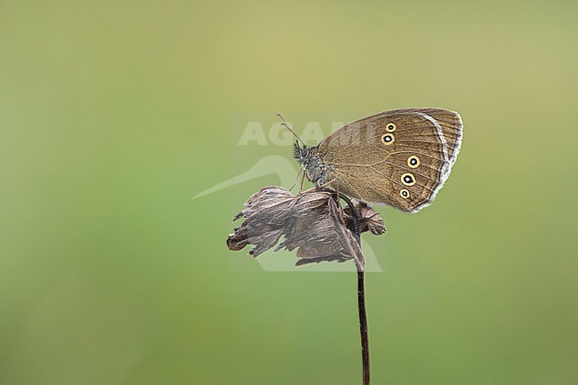 Koevinkje; Ringlet; stock-image by Agami/Walter Soestbergen,