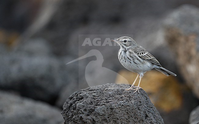 Berthelot's Pipit (Anthus berthelotii berthelotii) perched on a rock at la Rasca, Tenerife, Canary Islands stock-image by Agami/Helge Sorensen,