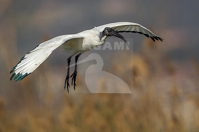 Heilige Ibis; Sacred Ibis stock-image by Agami/Daniele Occhiato,