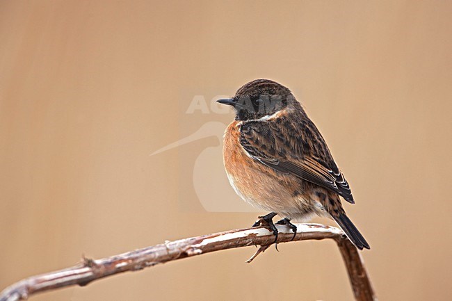 Man Roodborsttapuit, Male European Stonechat stock-image by Agami/Rob Olivier,