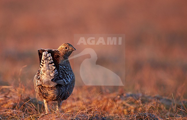 Vrouwtje Korhoen, Female Black grouse stock-image by Agami/Markus Varesvuo,