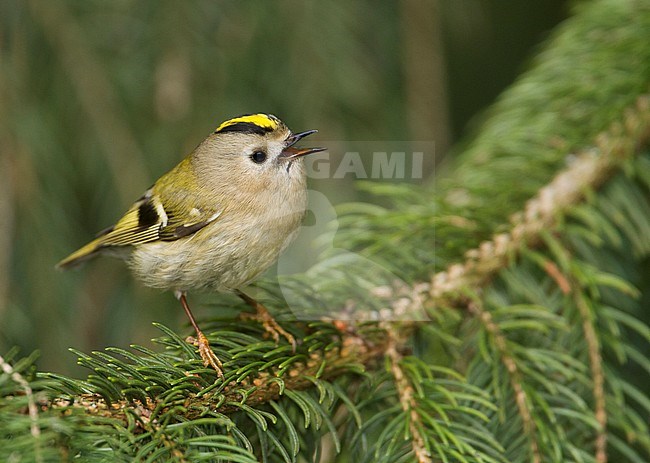 Singing Goldcrest - Wintergoldhähnchen - Regulus regulus ssp. regulus, Germany stock-image by Agami/Ralph Martin,