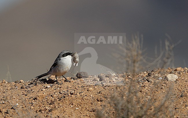 Great Grey Shrike (Lanius excubitor koenigi) with mouse at Fuerteventura, Canary Islands, Spain stock-image by Agami/Helge Sorensen,