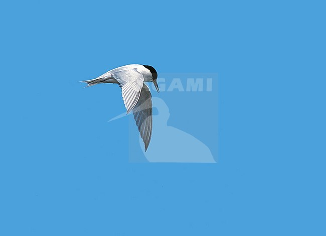 Damara Tern (Sternula balaenarum) hovering in mid-air, looking for prey in the sea off the coast of Southern Africa. stock-image by Agami/Andy & Gill Swash ,