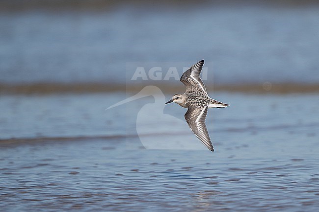 Juvenile Sanderling (Calidris alba) in flight over water at Blåvandshuk, Denmark stock-image by Agami/Helge Sorensen,