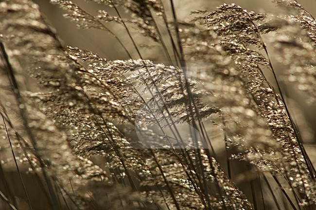 Reed panicles in winter  ,Rietpluimen in de winter stock-image by Agami/Wil Leurs,