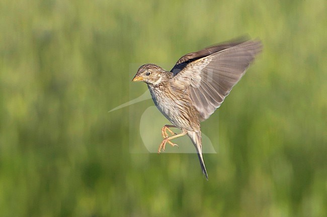 Grauwe Gors, Corn Bunting, Emberiza calandra stock-image by Agami/Daniele Occhiato,