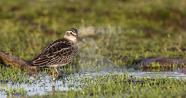 Breedbekstrandloper, Broad-billed Sandpiper, Limicola falcinellus stock-image by Agami/Arie Ouwerkerk,