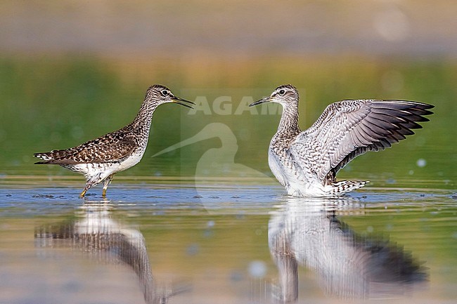Wood Sandpipers fighting on the mud near Florence, Italy. April 2017. stock-image by Agami/Vincent Legrand,