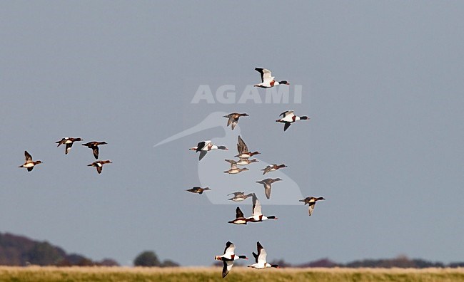 Bergeenden in vlucht Texel; Common Shelducks in flight Texel stock-image by Agami/Roy de Haas,