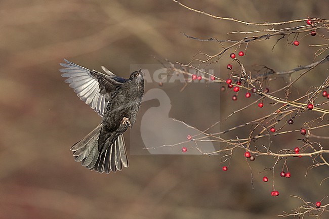 First-winter male Common Blackbird (Turdus merula) flying towards berries at Rudersdal, Denmark stock-image by Agami/Helge Sorensen,