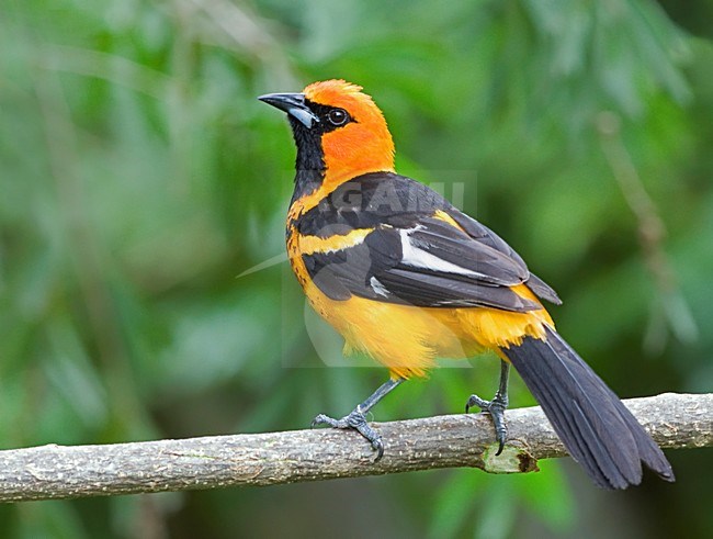 Mannetje Vlekborsttroepiaal, Male Spot-breasted Oriole stock-image by Agami/Alex Vargas,