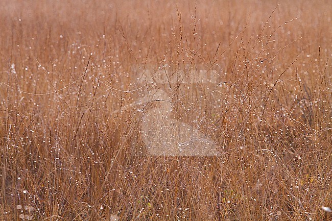 Natuurgebied Kalmthoutse heide in prachtige najaarskleuren stock-image by Agami/Menno van Duijn,