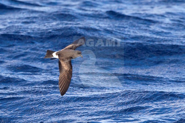 Madeirastormvogeltje op zee, Madeiran Storm-petrel at sea stock-image by Agami/David Monticelli,