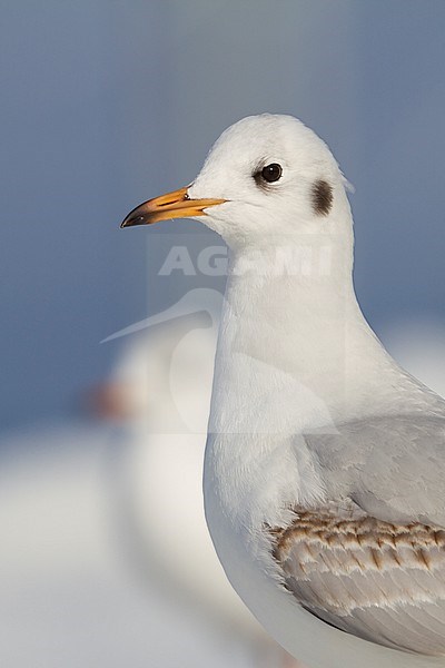 Kokmeeuw, Black-headed Gull, Chroicocephalus ridibundus, Switzerland, 2nd cy stock-image by Agami/Ralph Martin,