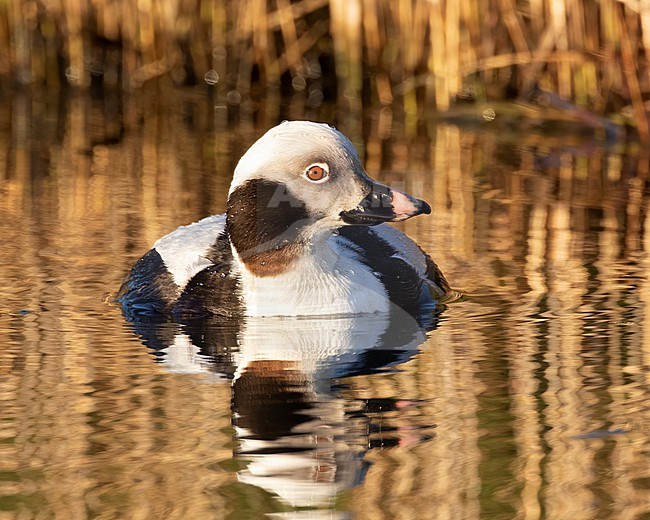 A beautiful drake Long-tailed Duck (Clangula hyemalis) is giving close up views in the early morning light. This bird is in The Netherlands normally seen out at sea where only distant views can be optained. This bird however swam in a small creek on the island of Texel giving excpetional views. stock-image by Agami/Jacob Garvelink,