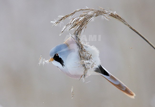 Bearded Reedling (Panurus biarmicus) Espoo Finland January 2016 stock-image by Agami/Markus Varesvuo,