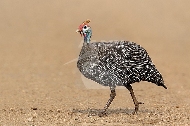 helmparelhoen; Helmeted guineafowl; stock-image by Agami/Walter Soestbergen,